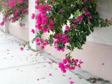 Bougainvillea