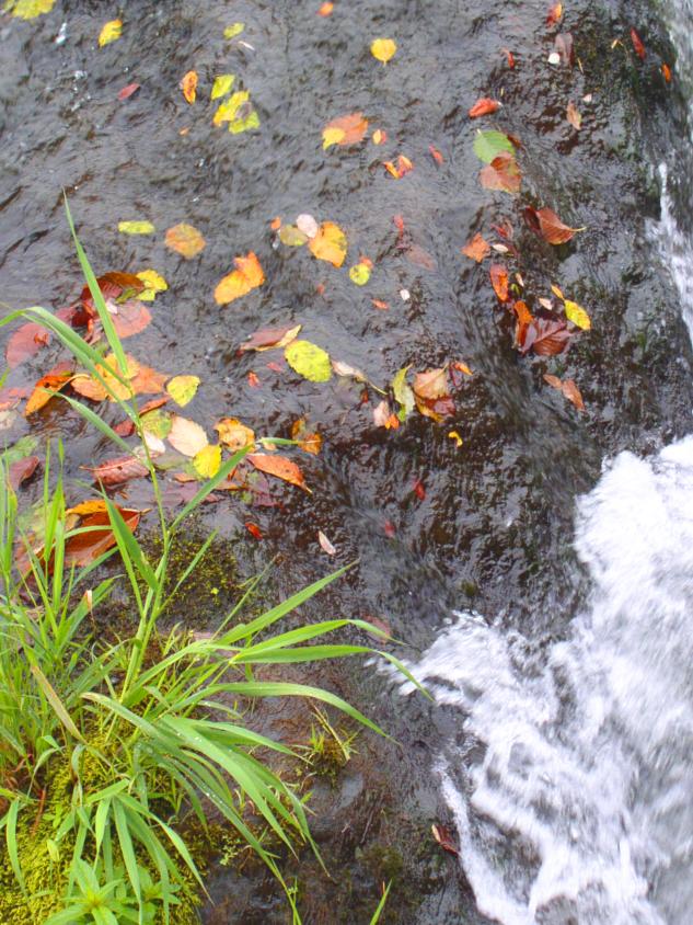 Tumwater Falls Park