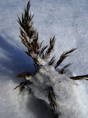 Reed in snow