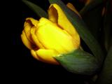 Tulip yellow