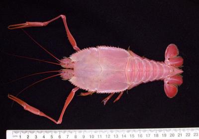 blind_lobster.jpg