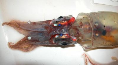firefly_squid.jpg