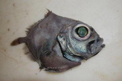 Phuket Deep Sea Creatures