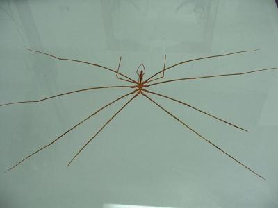 sea_spider.jpg