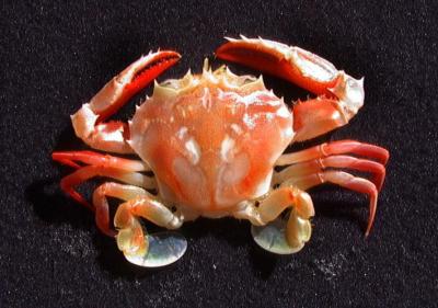 swimmer_crab.jpg