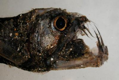 Phuket Deep Sea Creatures
