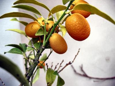 Small orange fruit.JPG