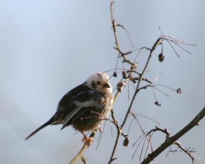 Song Sparrow