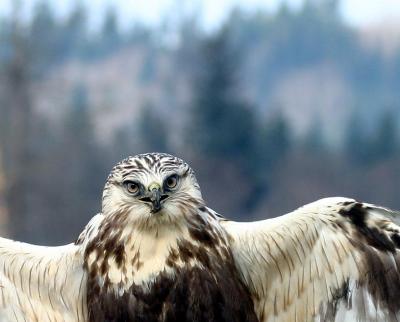 Rough-legged Hawk