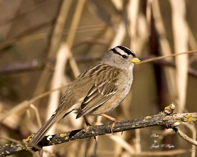 White-crowned Sparrow