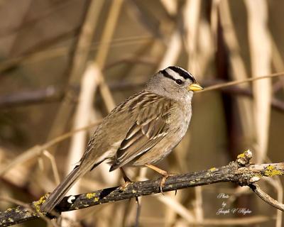 White-crowned Sparrow