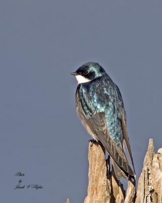 Tree Swallow