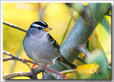 White-Crowned Sparrows