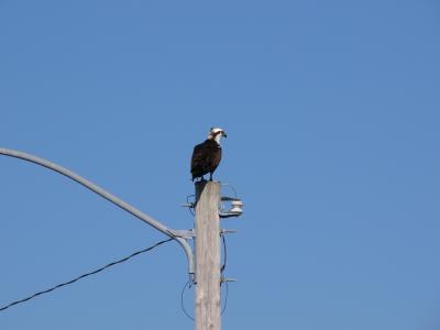 osprey. on lightpole