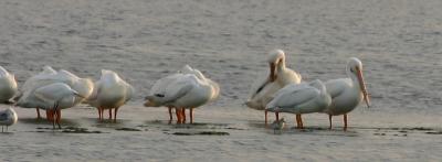 american white pelicans