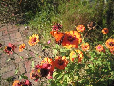 butterfly. gulf friltillary on zinnia