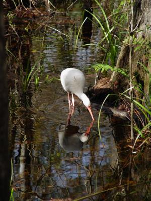 Ibis feeding in cypress