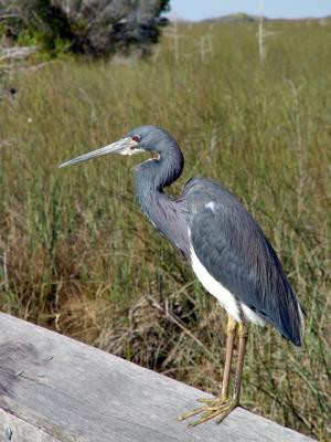 tricolor heron. on the rail