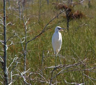 juvenile little blue heron