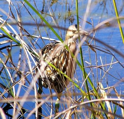 bittern. in grass