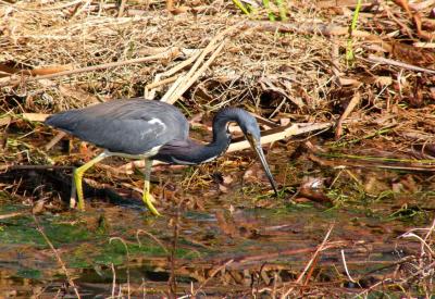 tricolor heron. fishing