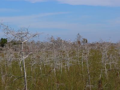 dwarf cypress swamp. birds roosting