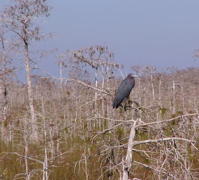 little blue heron. dwarf cypress swamp