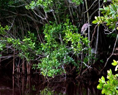 juvenile black crowned night heron. in mangrove