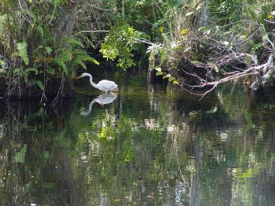 great egret.  big cypress preserve