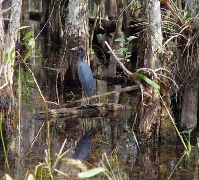 little blue heron. big cypress preserve