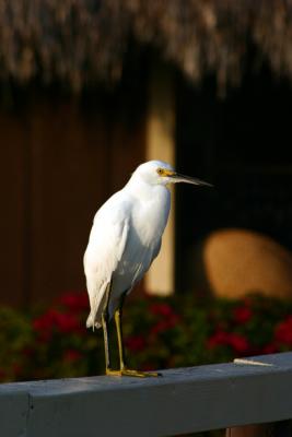 snowy egret. on the rail number two