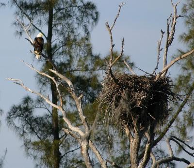 eagle. pine island