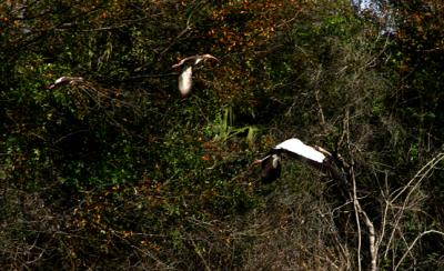 woodstork and ibis. flying away