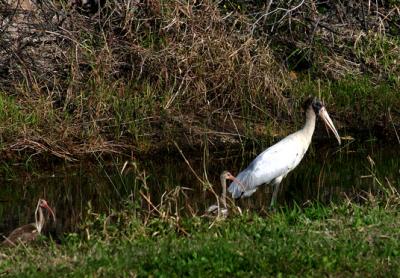 woodstork. with juvenile ibis