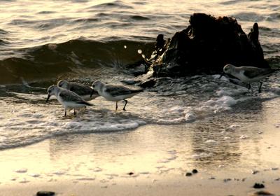 sanderling. in the surf