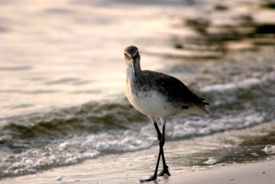 willet. walking on the beach