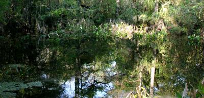 pond. at big cypress bend