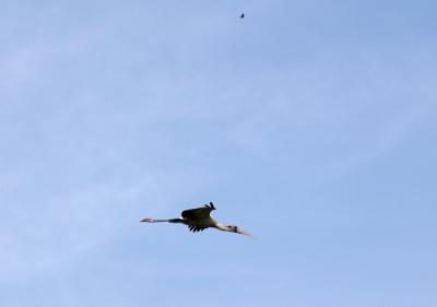 woodstork. flying overhead