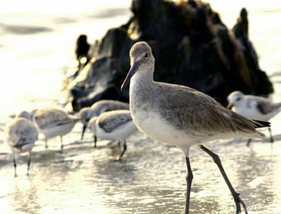 willet. looks into the camera