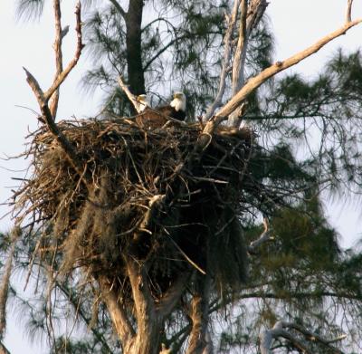 two eagles. on the nest