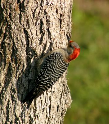 female redbellied woodpecker. looking for lunch