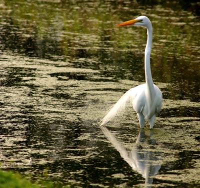 great egret. with bridal veil