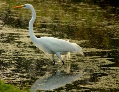 great egret. aigrettes trailing