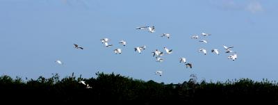 ibis. flying over mangrove