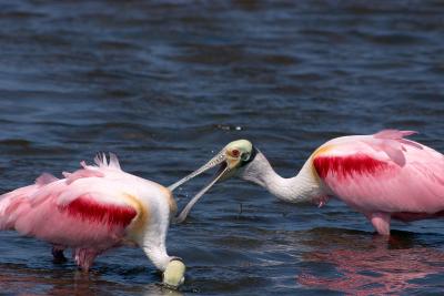 two roseate spoonbills