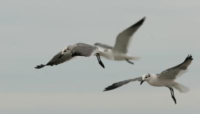 three gulls