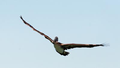 u40/jypsee/medium/39366974.pelicanflight2.jpg