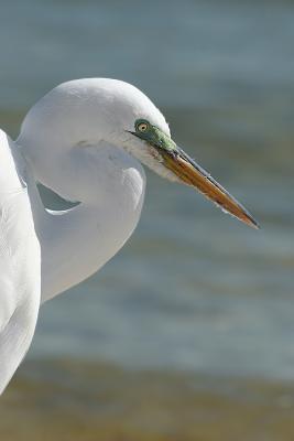 great egret portrait. number two