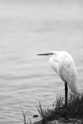 seawall egret