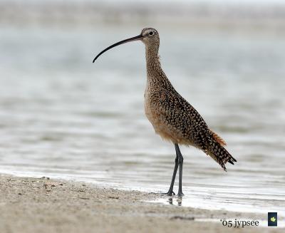 birds in the surf